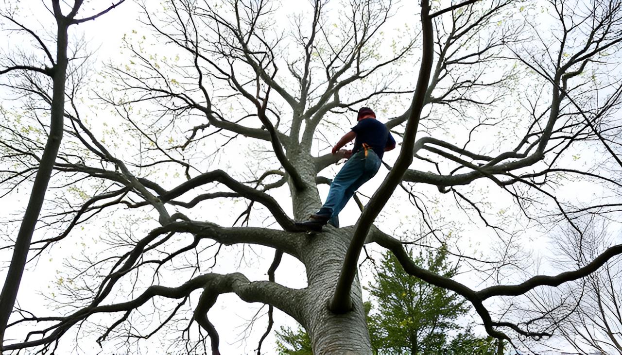 Mencer’s Tree Service: Knoxville’s Trusted Experts in Tree Care
